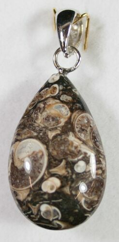 Fossil Turritella (Gastropod) Pendant - Wyoming #9075